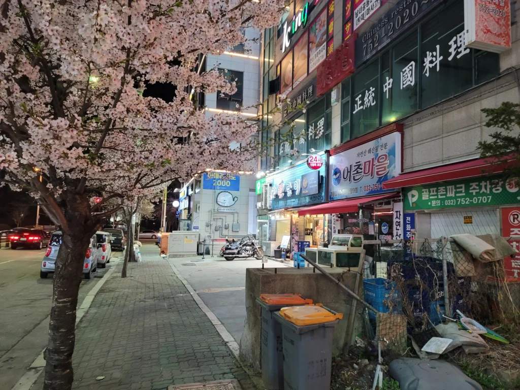 뽀글이로 가는길에 보이는 벚꽃